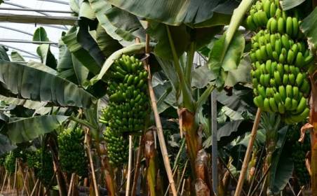 EVO视讯国际物流为国外种植园水果进口效率加速
